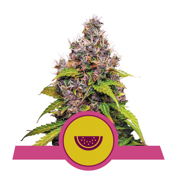 Watermelon - feminizovaná semena od Royal Queen Seeds, 3 ks