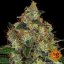 Shiskaberry - feminizované semena marihuany 10 ks Barney´s Farm