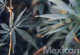 Mexican - cannabis with a dominant sativa component from Mexico