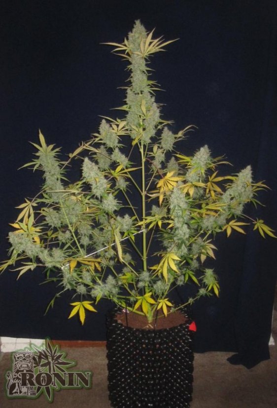 White Widow XXL Auto - fem. a autoflowering semienka 3ks Dinafem