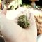 5 Most Significant Medical Cannabis Studies (Fall 2018)
