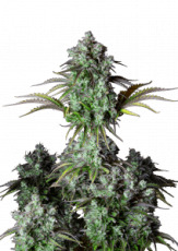 Original Big Bud Auto Feminizowane Nasiona - 3