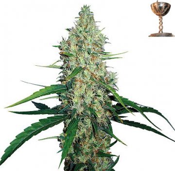 G13 - legendäres afghanisches Cannabis