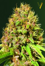 Victory Seeds Super Mazar feminisierte Samen