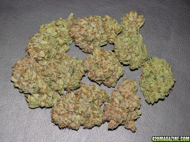 Vanilla Kush – feminizovaná semínka 5 ks Barney's Farm