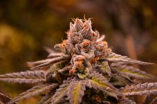 Jinxproof Genetics Hubba Bubba regulérní semena
