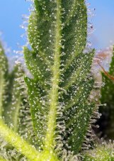 Runtz XL Auto - feminizované semienka 3 ks Sweet Seeds