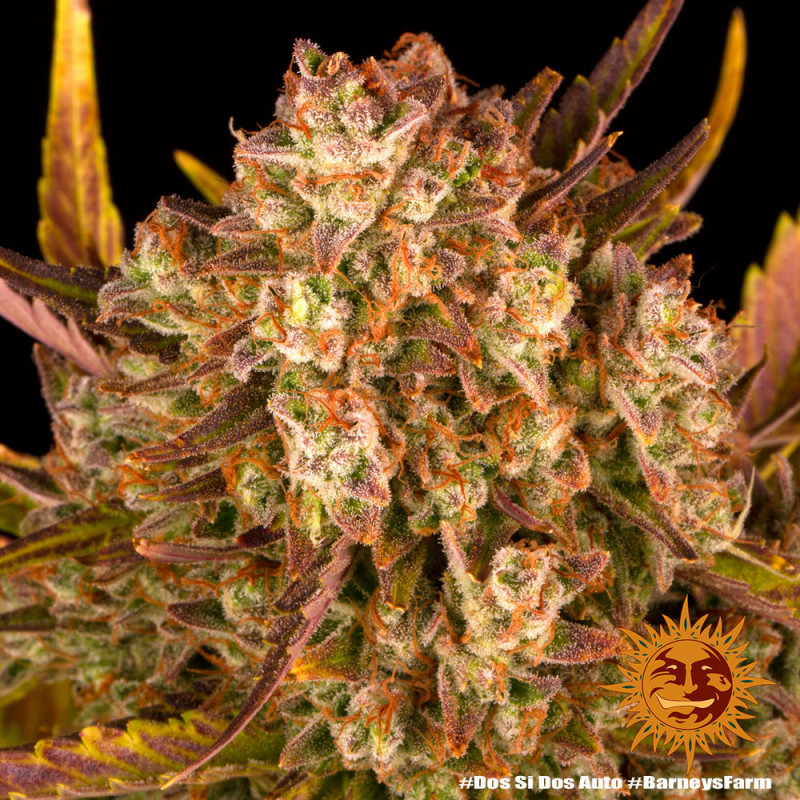 Dos Si Dos Auto - autoflowering semena marihuany 10 ks Barney´s Farm