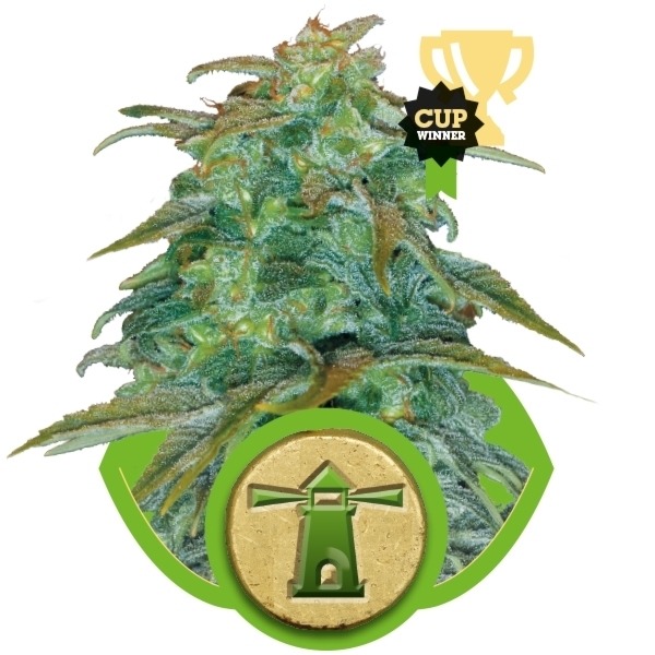 Royal Haze Automatic - samonakvétací semínka 3ks Royal Queen Seeds