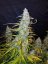 Californian Snow Auto - samonakvétacie semená marihuany 5 ks Fast Buds