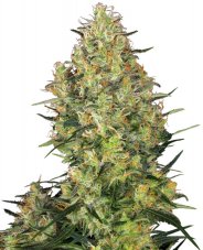 Shiva Skunk - 3 nasiona feminizowane Sensi Seeds