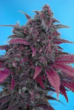 Dark Devil Auto - feminizované a autoflowering semienka 3ks Sweet Seeds