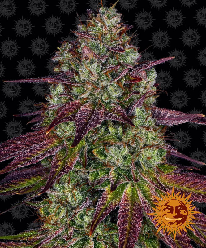 Mimosa EVO - feminized marijuana seeds 3 pcs Barney´s Farm