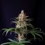 Shogun - feminisierte Samen 10 Stück Royal Queen Seeds