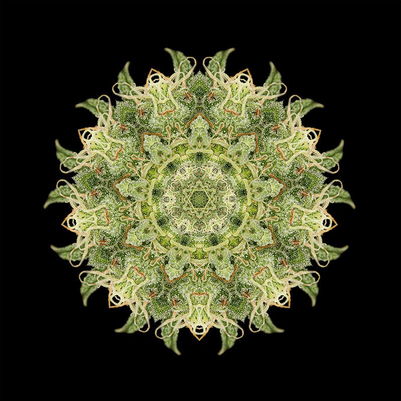 OG Kush - nasiona feminizowane 3szt. Humboldt