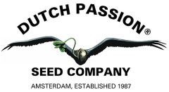 Think Different - autoflowering seeds 3 pcs Dutch Passion