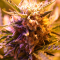 Brainstorm - Stormy Cannabis Strain