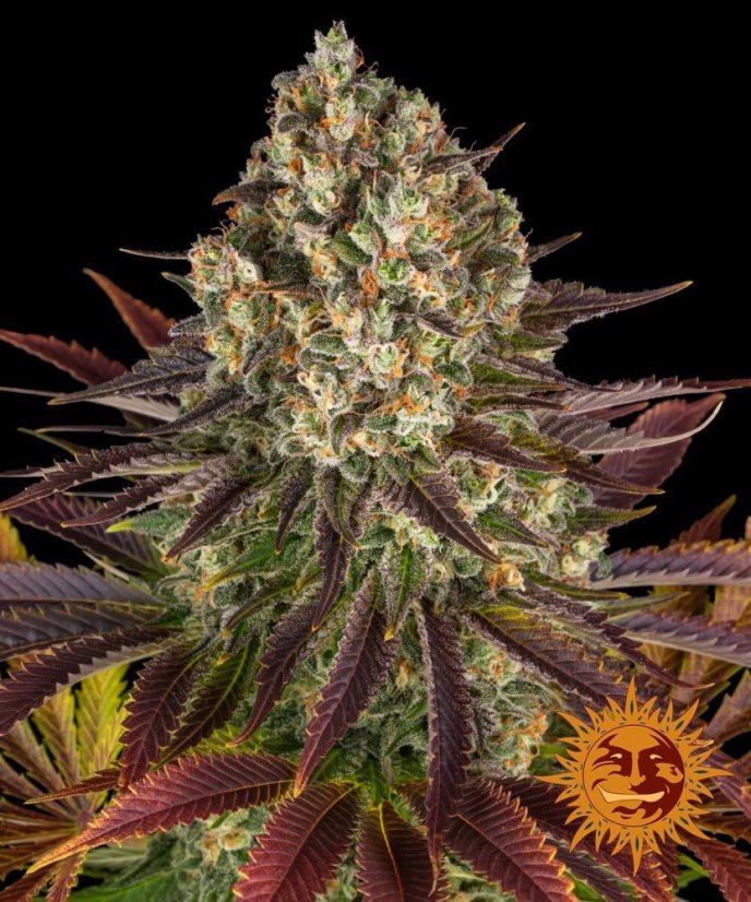 Biscotti - feminizované semená, 10 ks, Barneys Farm