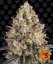 OG Kush - feminizovaná semienka 3ks Humboldt