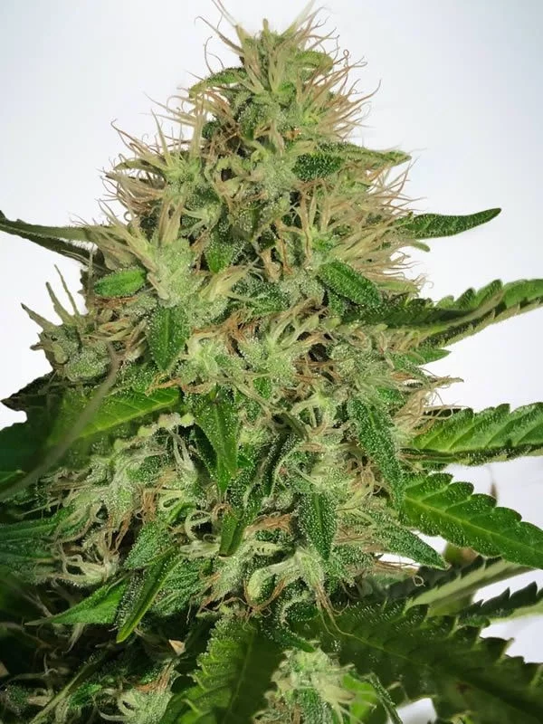 Cannabis Light - feminizovaná semienka 5ks Ministry of Cannabis