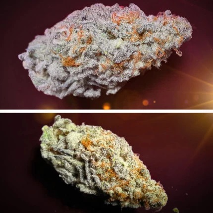 Orange Bud 2.0 - nasiona feminizowane, 10 sztuk, Dutch Passion