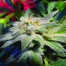 Magic Bud 10 ks, feminizované semená Paradise Seeds
