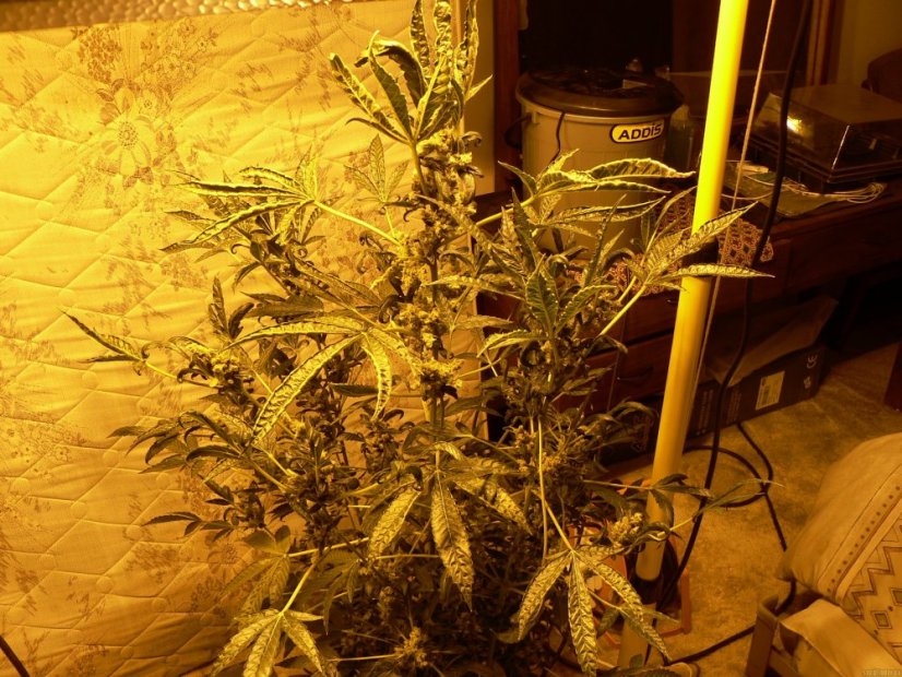 Liberty Haze - feminisierte Samen 10 Stück Barney's Farm