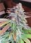 Vanilla Kush – feminizované semienka 10 ks Barney's Farm