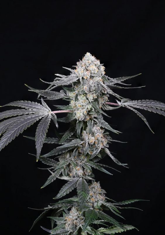 Paradise Seeds x Compound Genetics High Society - feminizovaná semena 5 ks