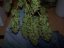 Sensi Skunk - Nasiona 10 szt. Standardowych Sensi Seeds