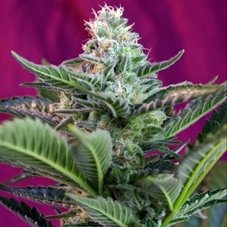 Mohan Ram Auto - autoflowering seeds 5 pcs Sweet Seeds
