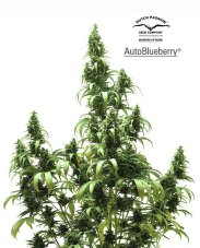 AutoBlueberry - Fem. i nasiona samokwitnące 3szt Dutch Passion