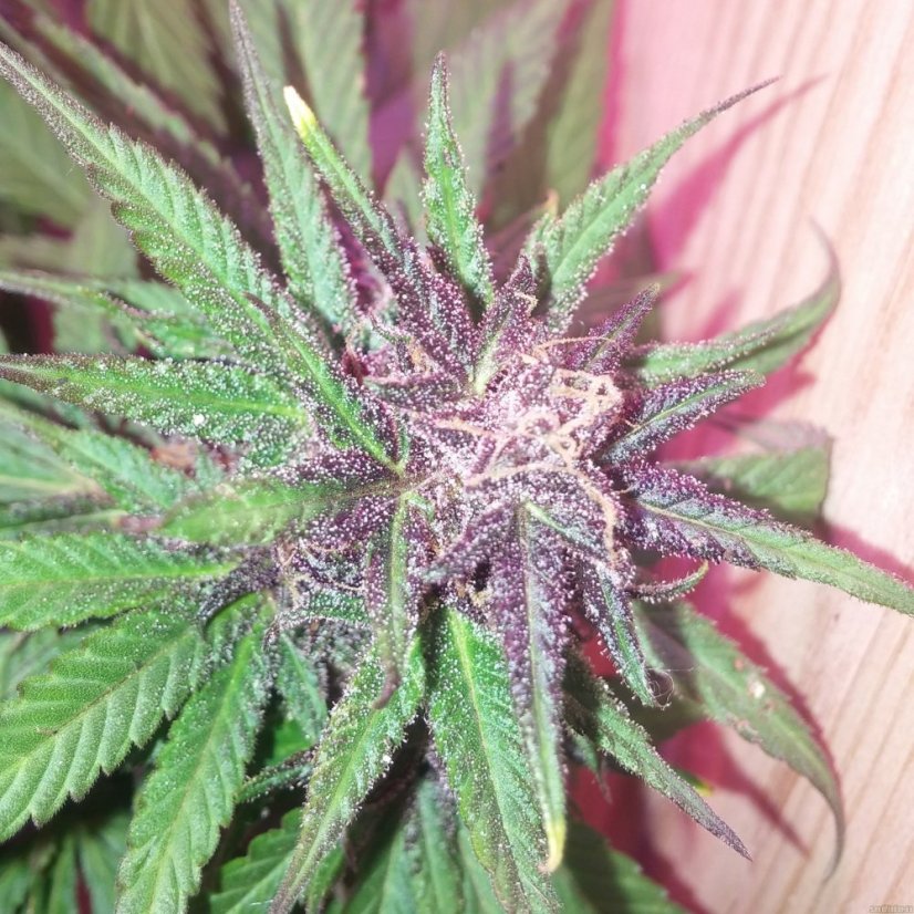 Dark Devil Auto - feminizovaná a samonakvétací semínka 3ks Sweet Seeds