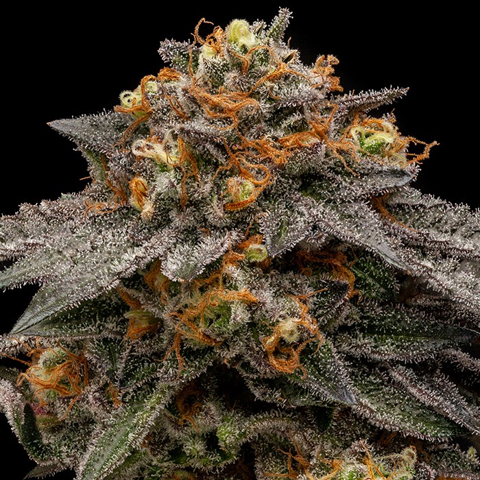 Shimo - feminizovaná semena, 5 ks, Ripper Seeds