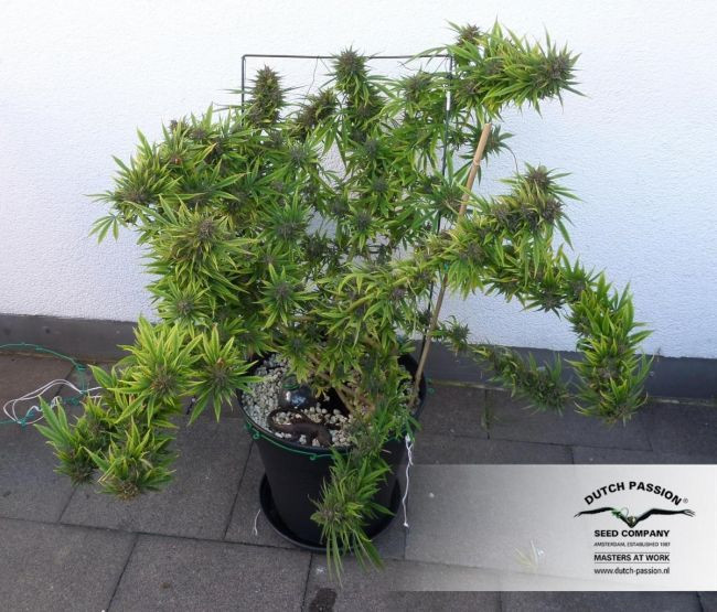 Durban Poison - standardizovaná semena 10 ks Dutch Passion