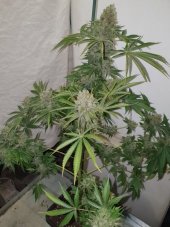 Nasiona feminizowane Blackberry Gum 5 sztuk Seedstockers