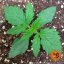 Zkittlez OG Auto - autoflowering marijuana seeds 5 pcs Barney's Farm