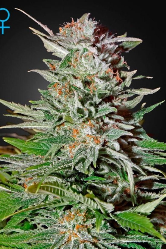 Super Lemon Haze Auto - samonakvétací semínka 10 ks Green House Seeds