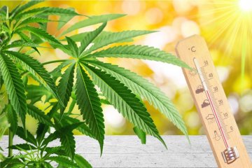 CANNABIS UND HITZESTRESS: WIE KANN MAN IHN ERKENNEN UND BEWÄLTIGEN?