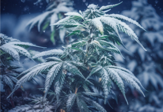 GROWING CANNABIS IN COLD WEATHER: TOP TIPS FOR MAXIMUM YIELDS