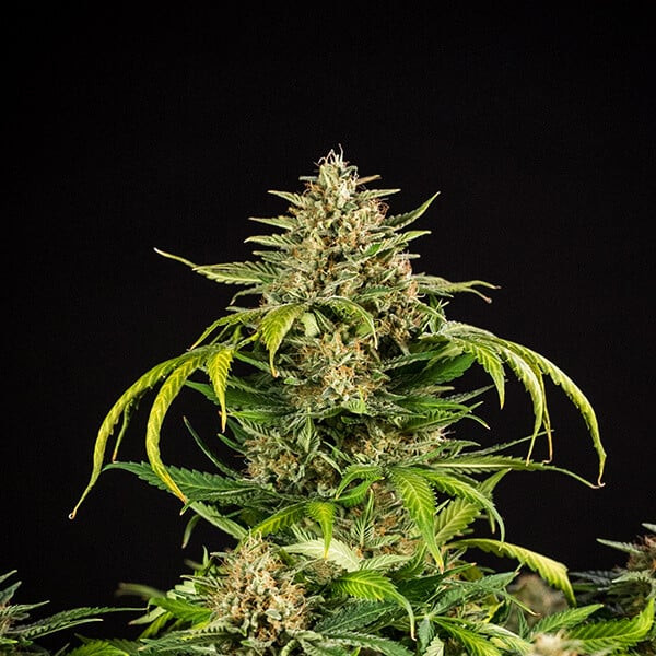 Green Gelato Auto - feminizovaná semínka 3 ks, Royal Queen Seeds