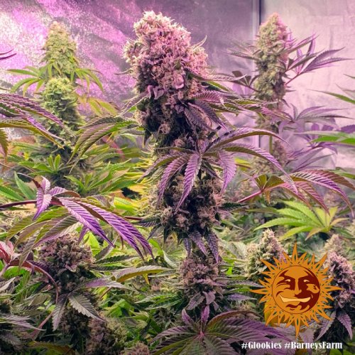Glookies - feminisierte Marihuana-Samen 5 Stück Barney's Farm