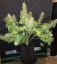 StarRyder autoflowering semínka 3ks Dutch Passion