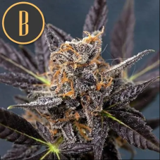 Blimburn Seeds Tangie Auto samonakvétací semena, 9 ks
