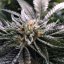 Master Kush - feminizovaná semínka 3ks Humboldt