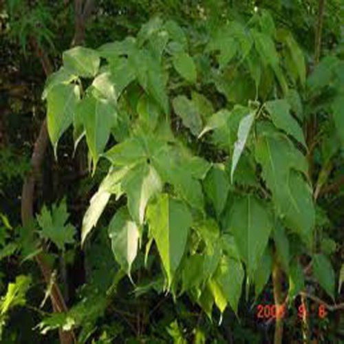 Javor (rastlina: Acer oblongum) 5 semien