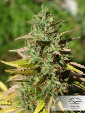 Mazar - Feminized Seeds 10 pcs Dutch Passion