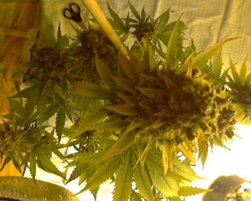 Big Bud - 10 ks feminizovaná semena Sensi Seeds