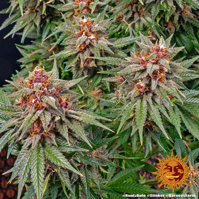 Runtz Auto - autoflowering semena marihuany 10 ks Barney´s Farm