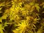 Northern Lights N.5 x Haze 10 ks štandardizované feminizované semená Sensi Seeds